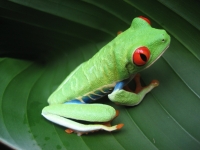 Amphibian: Costa-Rican-tree-Frog