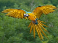 Bird: Blue-yellow-Amazon-Parrot-(Macaw,-Psittacidae)