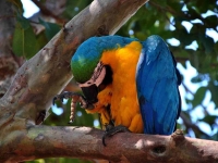 Bird: Blue-yellow-Amazon-parrot-on-branch-(Macaw,-Psittacidae)