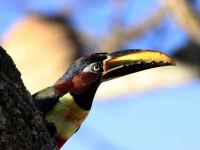 Bird: Toucan-on-tree-bark