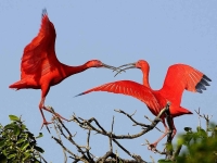 Bird: Two-red-Ibises-squabble