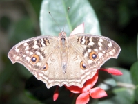 Butterfly: Butterfly-Lemon-Pansy-Eyes