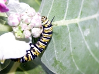 Butterfly: Butterfly-Monarch-Catapiller