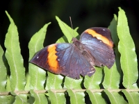 Butterfly: Butterfly-on-fern