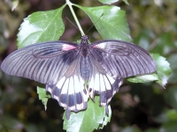 Butterfly: Purple-butterfly-backside