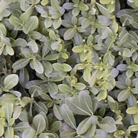 Collection\Adbe: Bush-with-leaves