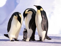 Collection\Animal Families: Emperor-penguins-around-young-one