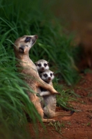 Collection\Animal Families: Meerkat-with-2-youngsters