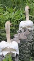 Collection\Animal Families: Swan-family
