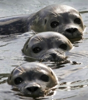 Collection\Animal Families: Three-seals