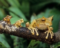 Collection\Animal Families: Two-small-frogs-and-a-larger-one
