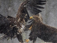 Collection\Beautiful Nature: Bald-Eagles-fighting-51
