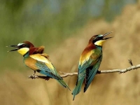 Collection\Beautiful Nature: Bea-Eater-bird-(Meropidae)