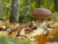 Collection\Beautiful Nature: Brown-Mushroom-in-forest-55