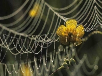 Collection\Beautiful Nature: Dew-on-spider-web-and-flower-65