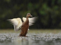 Collection\Beautiful Nature: Duck-flapping-71