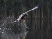 Collection\Beautiful Nature: Fishing-Eagle-catching-a-fish-45