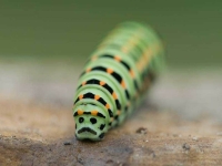 Collection\Beautiful Nature: Green-Caterpillar-58