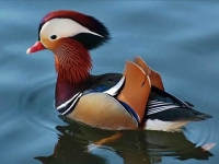 Collection\Beautiful Nature: Male-Mandarin-Duck-78