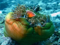 Collection\Beautiful Nature: Marine-Life-10
