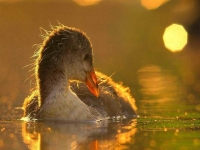 Collection\Beautiful Nature: Moorhen-Duck
