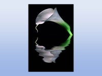 Collection\Beautiful Nature: Reflection-of-arum-73