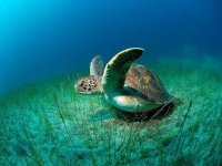 Collection\Beautiful Nature: Sea-Turtle-(Lepidochelys)
