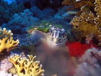 Collection\Beautiful Nature: Sea-Turtle-among-coral