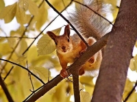 Collection\Beautiful Nature: Squirrel-in-tree-81