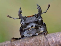 Collection\Beautiful Nature: Stag-beetle-52