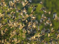 Collection\Beautiful Nature: Swarm-of-Birds-49