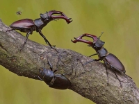 Collection\Beautiful Nature: Two-Stag-beetles-impressing-each-other-44