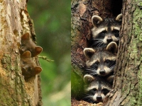 Collection\Beautiful Nature: Two-Tree-Martens-(left)-and-3-Raccoons-(right)-63