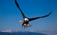 Collection\Msft\Birds: Bald-Eagle-(Haliaeetus-leucocephalus)