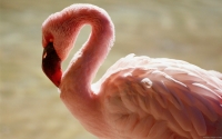 Collection\Msft\Birds: Flamingo-(Phoenicopterus)