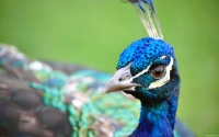 Collection\Msft\Birds: Peacock-Close-up
