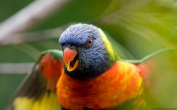 Collection\Msft\Birds: Rainbow-Lorikeet-(Trichoglossus-haematodus)
