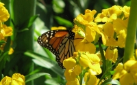 Collection\Msft\Insects: Butterfly-in-Yellow-Flowers