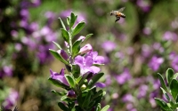 Collection\Msft\Insects: Buzzing-Bee-near-flowering-plant
