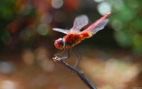 Collection\Msft\Insects: Dragonfly