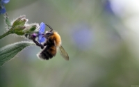 Collection\Msft\Insects: Fuzzy-Bee