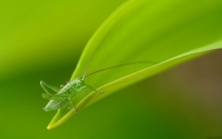 Collection\Msft\Insects: Grasshopper-on-leaf