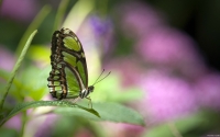 Collection\Msft\Insects: Green-Butterfly