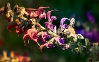 Collection\Msft\Insects: Pollinating-Bee