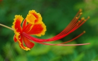Collection\Msft\Insects: Pride-of-Barbados-Flower
