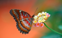 Collection\Msft\Insects: Red-Lacewing-Butterfly