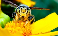 Collection\Msft\Insects: Yellow-jacket-Bee-(Vespula-maculifrons)-on-Yellow-Flower