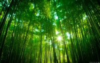 Collection\Msft\Landscapes: Bamboo-Forest-Japan