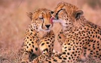 Collection\Msft\Mammals: Cheetah-licking-Cheetah-(Acinonyx-jubatus)