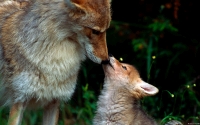 Collection\Msft\Mammals: Coyote-and-Pup-(Canis-latrans)